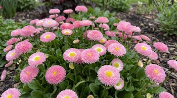 Flores de pétalos rosados con centro amarillo y hojas verdes sobre tierra de jardín.