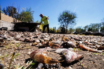 Miles de familias dependían directamente