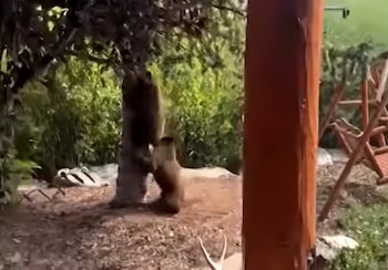 Dos osos junto al tronco de un árbol en un patio con una columna y mobiliario de madera