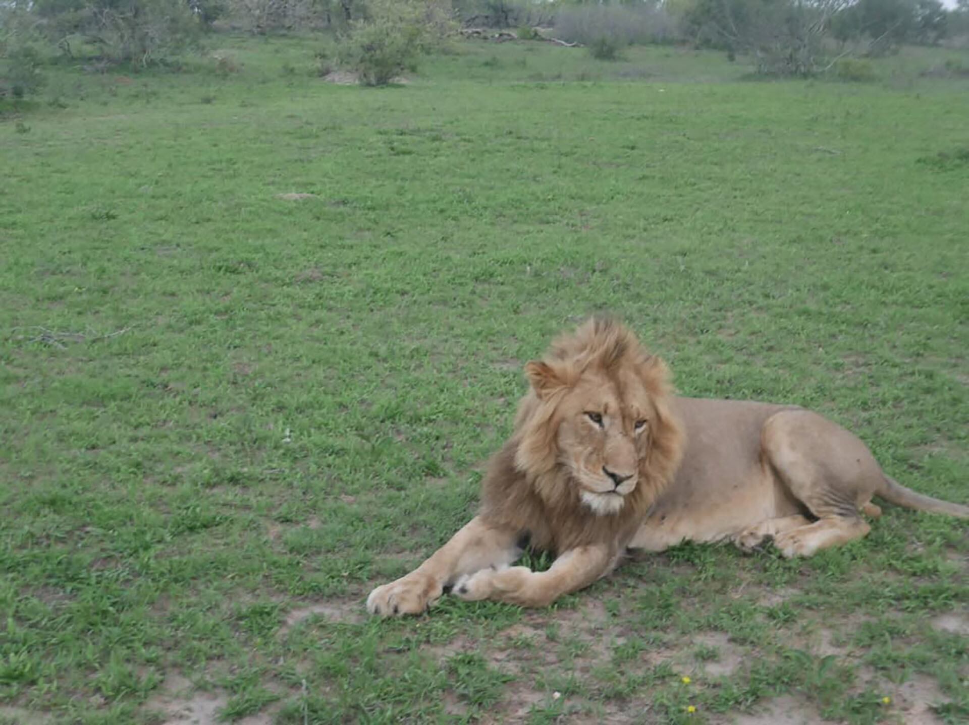 La fotografía de un león que compartió la pareja