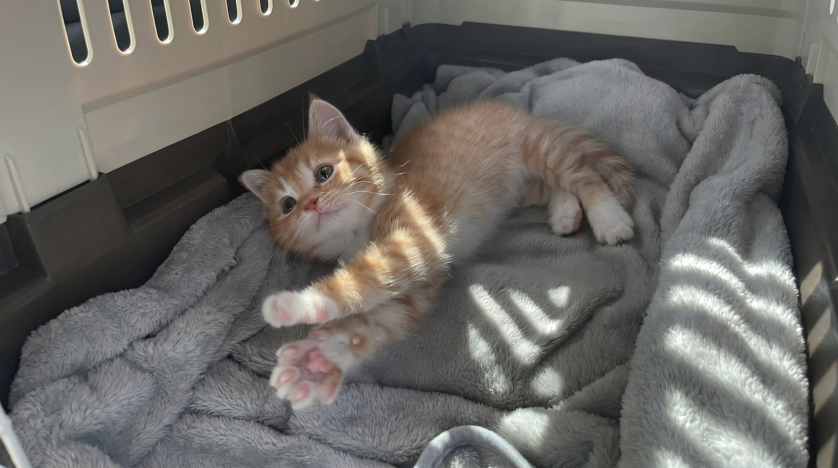 La conciencia pública sobre los derechos de los animales crece cada año en Argentina. (Imagen Ilustrativa Infobae)