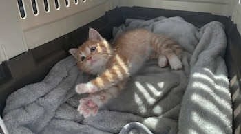 Un gatito atigrado naranja y blanco está acostado de lado sobre una manta gris esponjosa dentro de un transportador, mirando hacia arriba con las patitas delanteras extendidas.