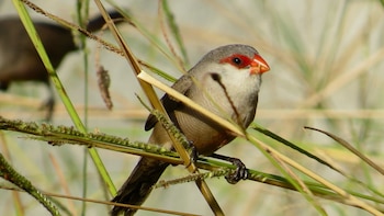 El avance del estrilda común en España: el abandono agrario y las plantas invasoras favorecen la expansión de esta ave exótica africana
