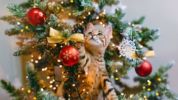 El poderoso repelente casero que