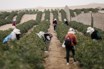 Trabajadores cosechan arándanos en la granja Valle y Pampa, productora y exportadora peruana de arándanos, en Ica, Perú. 6 de junio de 2025. REUTERS/Angela Ponce