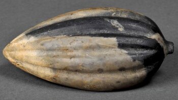 Cacao peruano más antiguo que