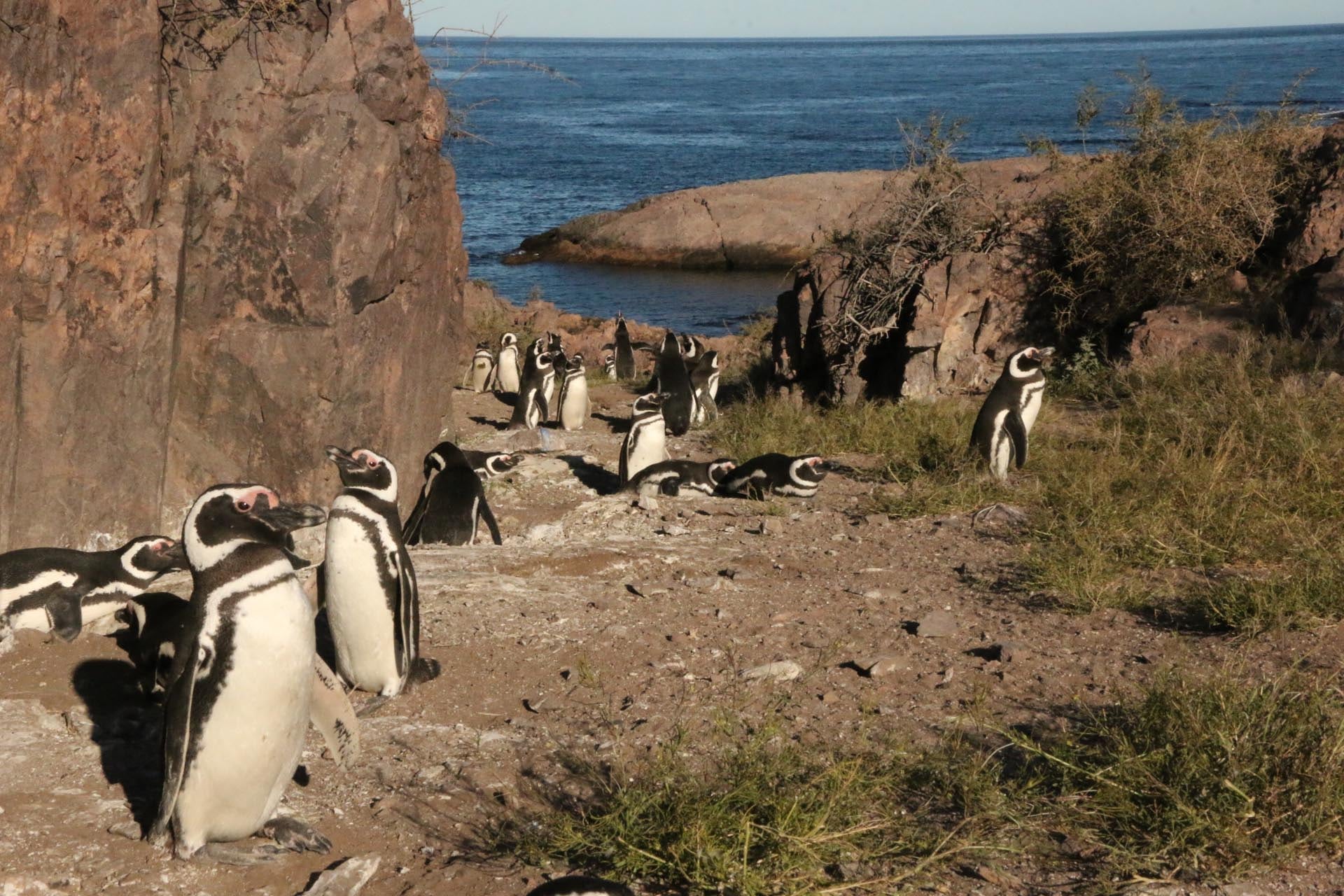 Las bandas de silicona absorbieron PFAS del agua, el suelo y el aire, y el método se aplicó por primera vez en aves silvestres sin causar dolor ni estrés visible (Ralph Vanstreels, UC Davis)