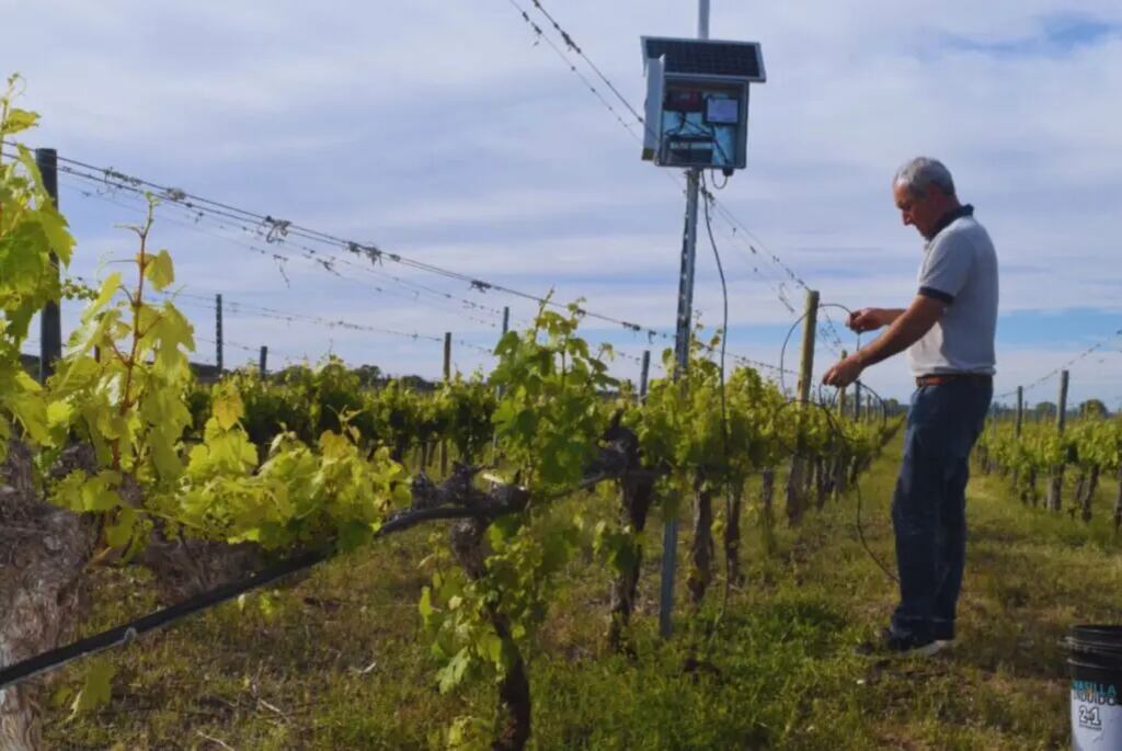 En la cuenca media del río Colorado, se trabaja con tecnología y saber local para ayudar a los productores a usar mejor el agua y enfrentar la sequía (inta)