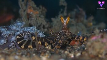 10/11/2020 Un fotógrafo captura en imágenes a una extraña criatura conocida como "Wunderpus".
MADRID, 10 nov. (EDIZIONES) El fotógrafo canadiense Marcelo Ogata registró en vídeo imágenes de un pulpo de aspecto extraño mientras buceaba en el estrecho de Lembeh, en Indonesia.
SOCIEDAD
YOUTUBE/VIDELO - @_BUGDREAMER_