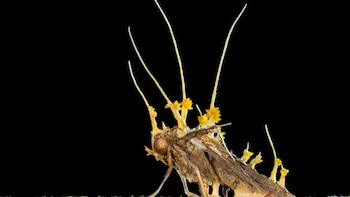 La microtomografía permitió observar en