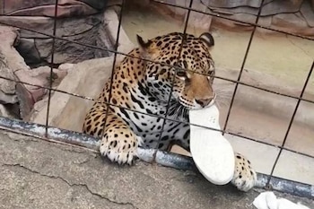 El jaguar se quedó con