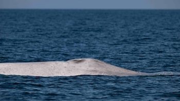 Ballena azul con albinismo sorprende