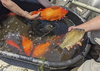 Los peces dorados comen todo
