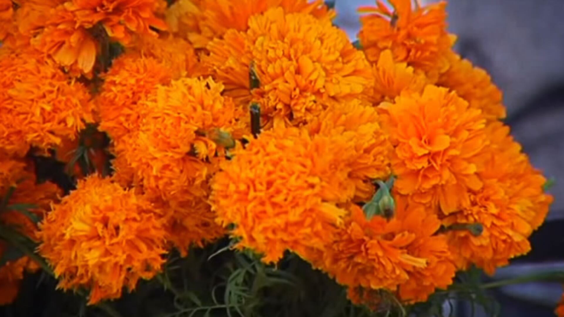 Mercado de Sonora, diversidad y tradición esotérica