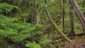 La derogación de la protección a áreas forestales permitiría tala y construcción en millones de hectáreas de bosques