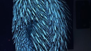 Los equidnas también tienen fluorescencia.