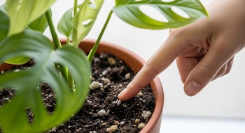Primer plano de una mano con el índice tocando la tierra oscura y granular dentro de una maceta de terracota con una planta Monstera verde, fondo claro.