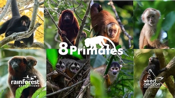 Foto: 8 Primates