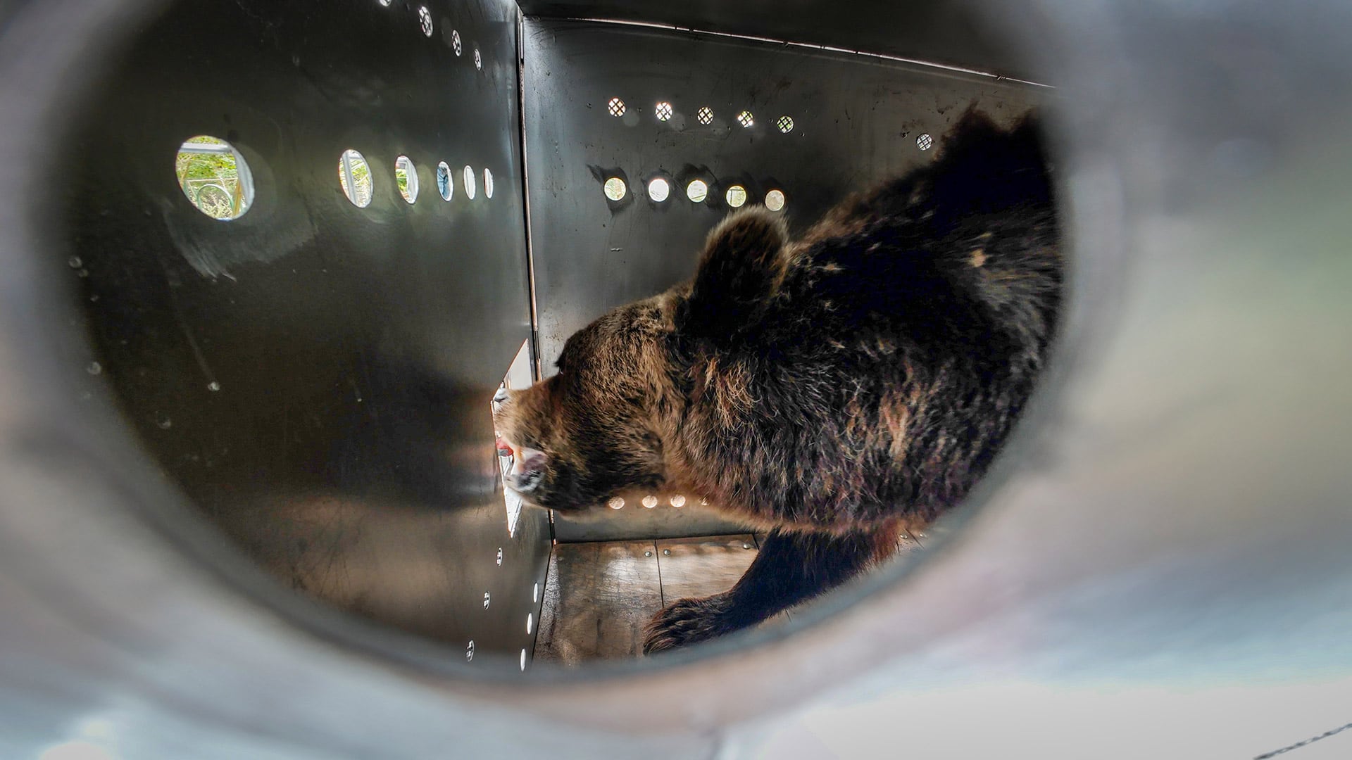 Uno de las cámaras de las cajas de traslados chequea el estado de Florencia (Four Paws)