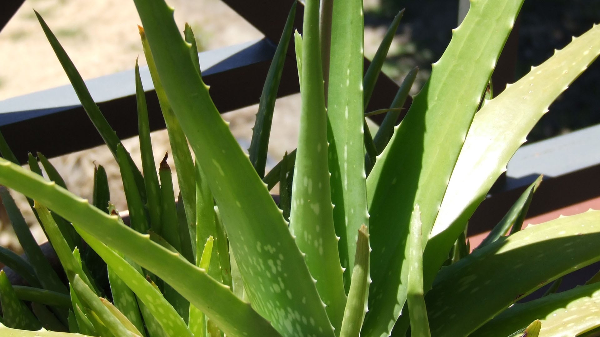 Aloe vera. (Wikimedia)