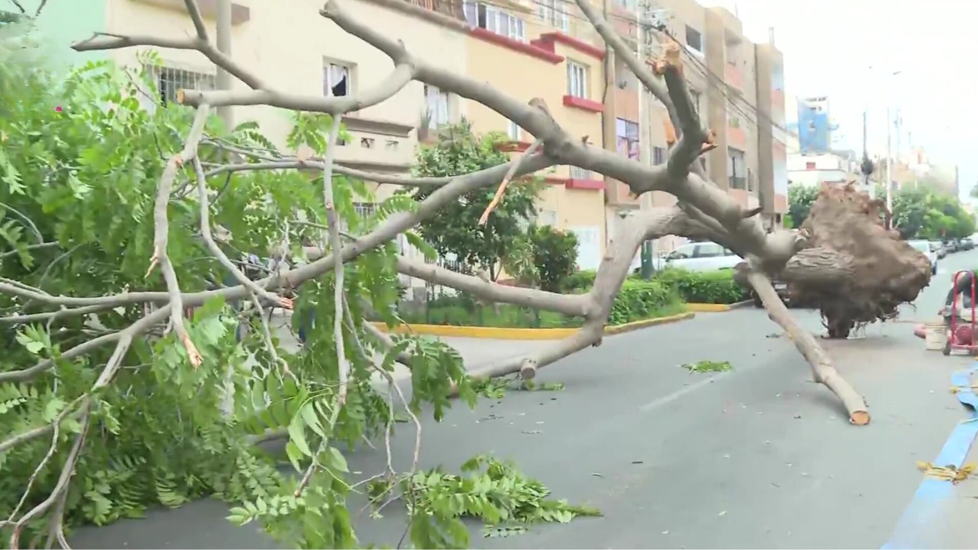 Intento fallido de replantar un cedro en Jesús María deja a vecinos sin agua y con la calle bloqueada. Foto: Canal N