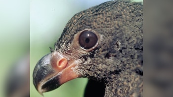 El redescubrimiento del manumea después