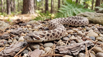 Una serpiente con manchas marrones se desplaza sobre un suelo de piedras pequeñas, acículas de pino y pedazos de corteza.