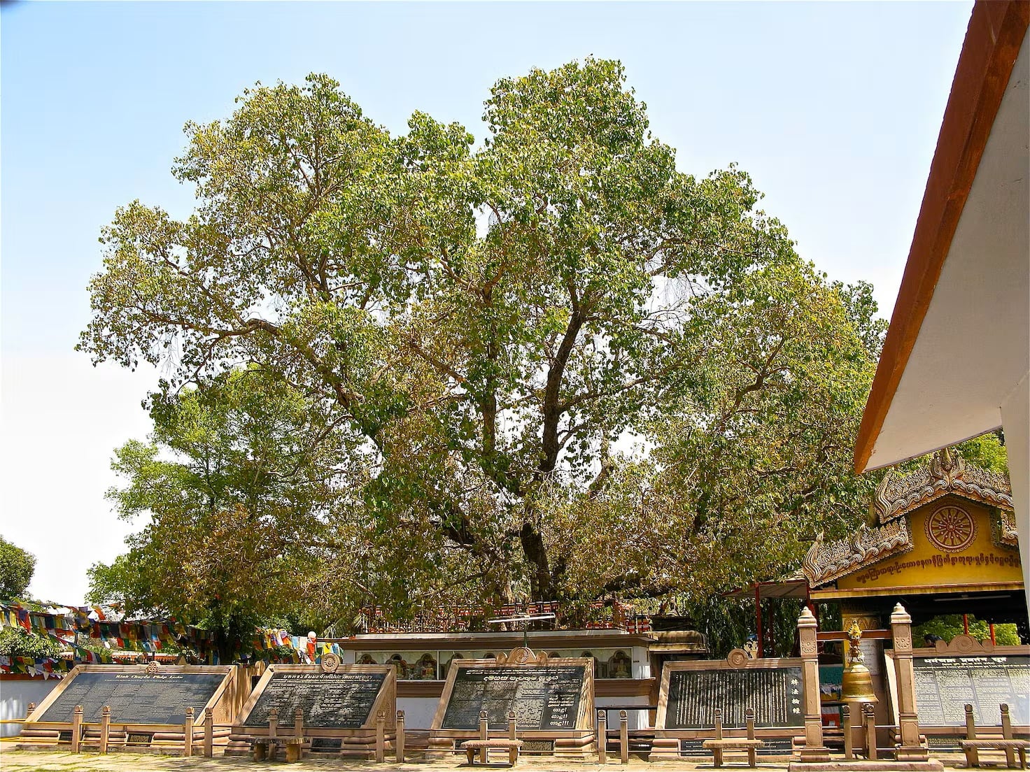 El ejemplar de Ficus religiosa, vinculado por la tradición con la iluminación de Siddhartha Gautama, se ubica en el templo Mahabodhi, en Bihar (Wikimedia Commons)