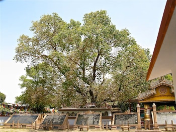 Un árbol frondoso detrás de una hilera de placas de piedra con inscripciones, vallas bajas y una estructura techada con una campana