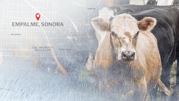 (Fotoarte: Jovani Pérez )