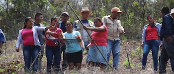 81,9% de los hogares hondureños evaluados redujo o eliminó al menos un insumo agrícola, principalmente por el encarecimiento de los fertilizantes. (Foto: Archivo)