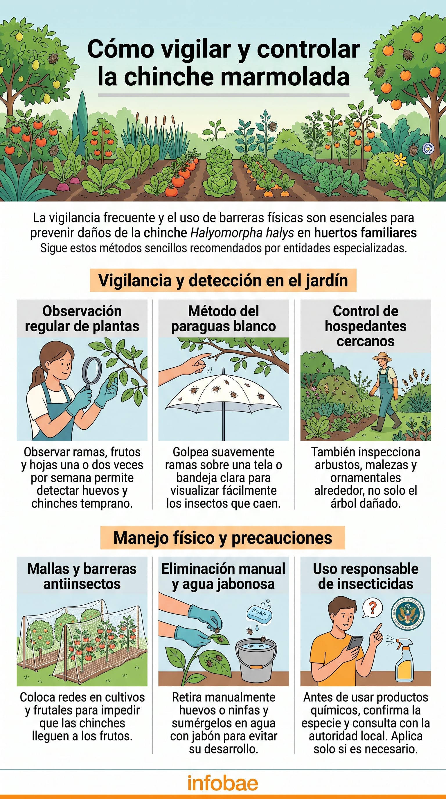 Métodos de vigilancia y control de la chinche marmolada en huertos familiares. (Imagen Ilustrativa Infobae)