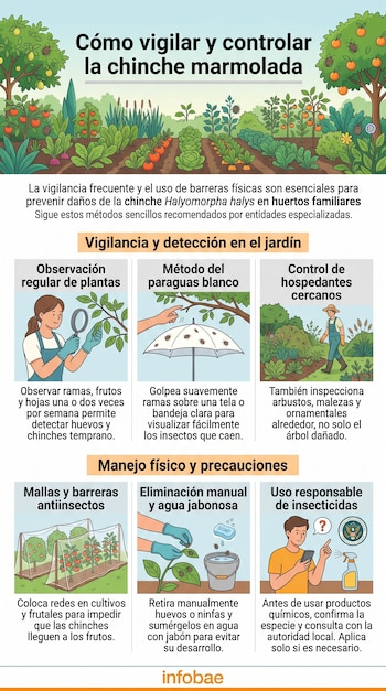Infografía con ilustraciones sobre la detección de la chinche marmolada mediante la revisión de plantas, paraguas blanco y mallas protectoras.