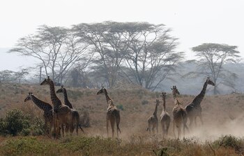 Las autoridades advirtieron de un