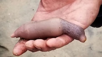 La extraña especie de gusano marino que apareció en la costa de Chubut: qué es el pez pene