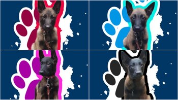 Cuatro nuevos elementos caninos comenzarán