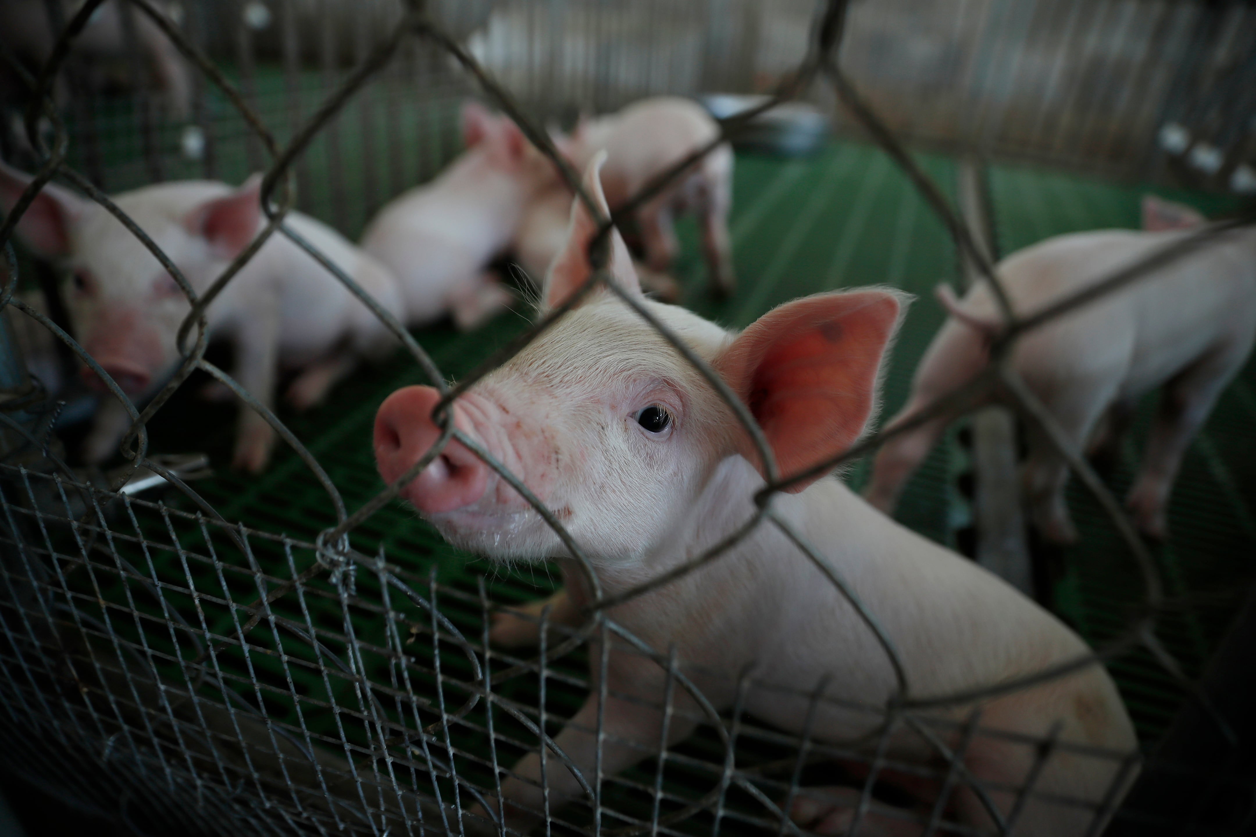 14 de abril de 2026. Cerdos en la estación experimental de ciencias agronómicas de la Universidad de El Salvador en San Luis Talpa (El Salvador). (EFE/ Rodrigo Sura)