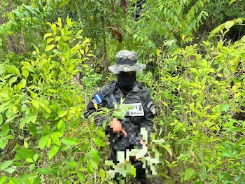 Las autoridades contabilizaron alrededor de 16 mil 500 arbustos de supuesta coca. El hallazgo fue realizado por efectivos del Primer Batallón de Fuerzas Especiales Navales. (Foto: Fuerzas Armadas)