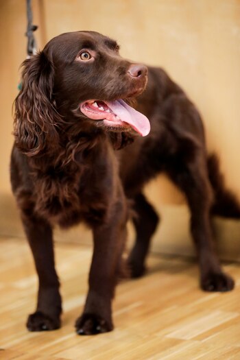 Cocker Spaniel (Reuters)