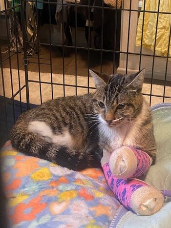 Sus cuidadores declararon que Rue