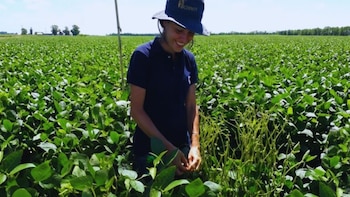Soja bajo la lupa: menos hojas, más impacto sobre la calidad del grano