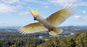 Cacatúa blanca con cresta amarilla en pleno vuelo sobre un bosque de colinas, ríos y el océano