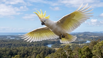 El experimento que demuestra cómo la libertad de movimiento transforma la mente de las aves en cautiverio