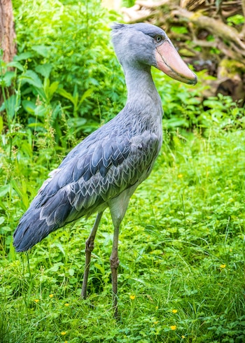 A menudo visto solo, el