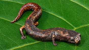 Hallan en Perú una extraña salamandra que se “disfraza” para escapar de depredadores en plena Amazonía