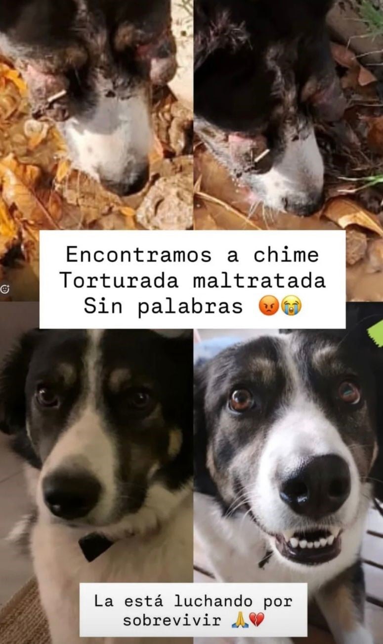 Posteo en redes sociales de la familia de la perra, que reclama justicia