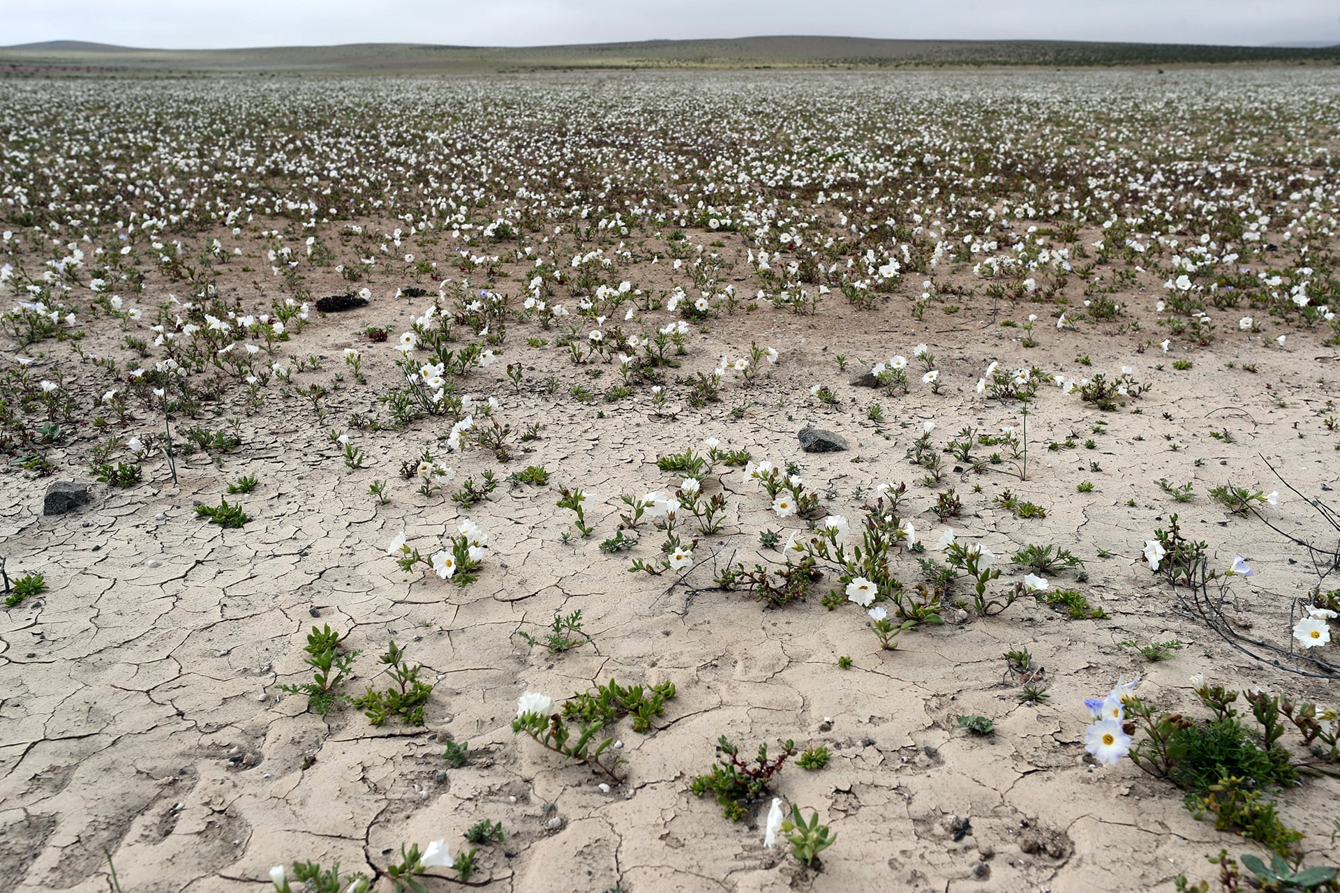 El fenómeno transforma temporalmente el paisaje árido del norte chileno y favorece la presencia de especies de flora y fauna adaptadas al ambiente (EFE)