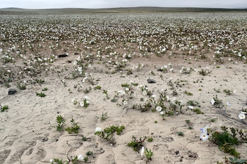 El fenómeno transforma temporalmente el paisaje árido del norte chileno y favorece la presencia de especies de flora y fauna adaptadas al ambiente (EFE)