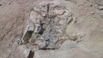 El esqueleto de Yeneen houssayi