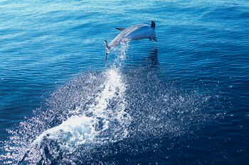 Delfines prefieren asociarse con otros